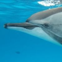 Dolfijnen vertellen over chaos